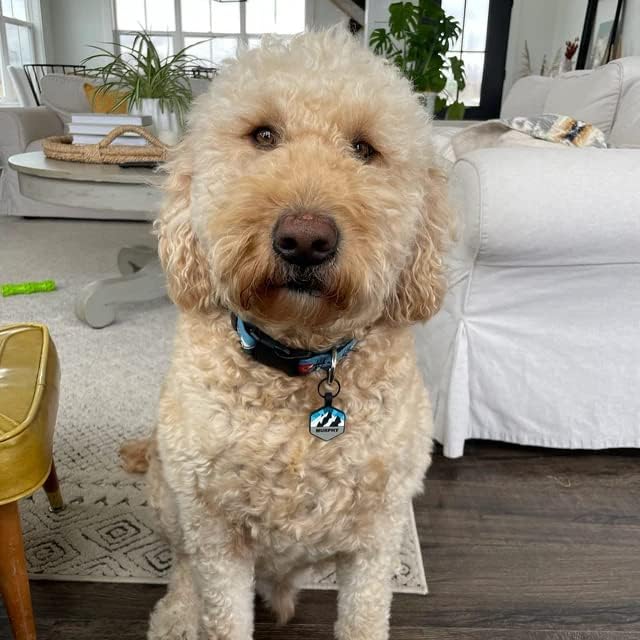 Silent Dog Tag Personalized with 5 Lines of Custom Deep Engraved Durable Soundless Silicone Pet ID Name Tag Hexagon Sunset Orange
