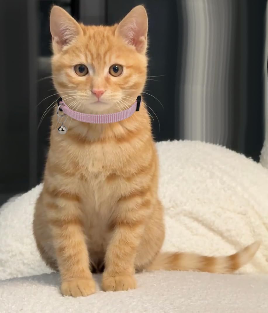 Cat Collar 4pcs Set Safety Breakaway with Bell Kitten 7-11" Multi Pack Cute Girl Boy Pet Basic Adjustable [4pcs] Pinstripe