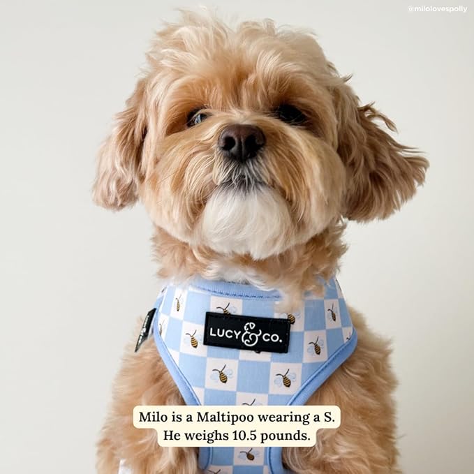 Lucy & Co. Bumbling Around Reversible Dog Harness, Adjustable Comfort Fit with Dual Leash Attachments, Medium