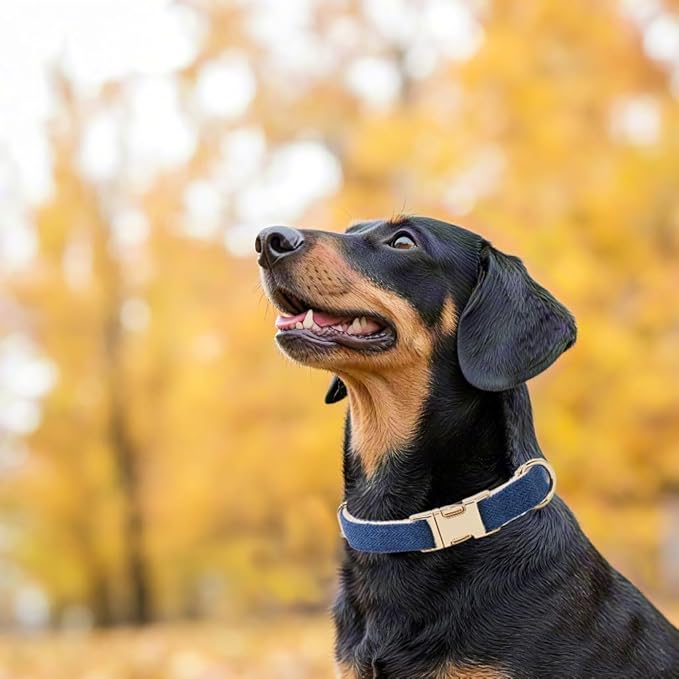 Soft Cotton Hemp Dog Collar with Metal Buckle Adjustable Tweed Dog Collars for Small Medium Large Dogs(Royal Blue,Large)