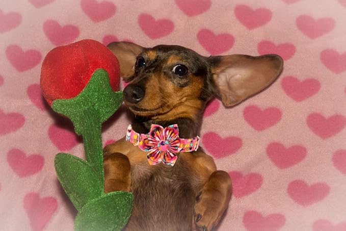 Lionheart glory Easter Dog Collar with Flower Carrot Print Dog Collar Girl Soft Durable Adjustable Collar Flower Spring Collar Dog Bow for Medium Dogs