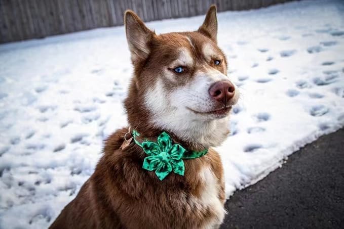 Lionheart Glory St. Patrick's Day Dog Collar, Dog Collar with Flower, Cute Floral Pattern Pet Collars Adjustable Pet Collars for Small Dogs