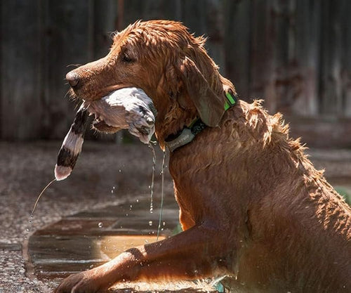 2-Pet Tracking System for Large and Small Dogs and Cats, Waterproof and Rugged, No Cellular Service Needed, No Monthly Fees