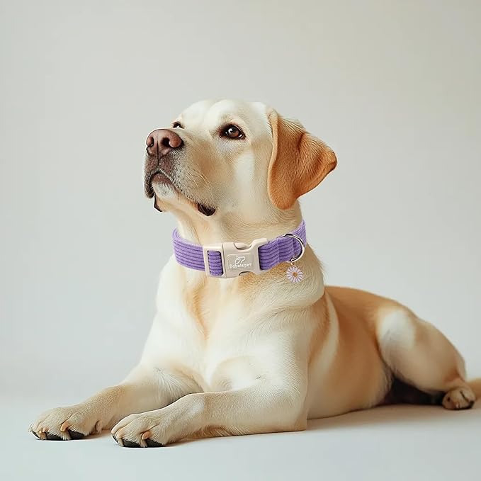 Cute Corduroy Dog Collar - Lavender Adjustable Dog Collars for Small Dogs 10-25lbs, Fade-Proof with Secure Snap & Little Charm, Christmas Birthday Gift, S