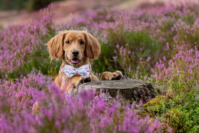 Lionheart glory Purple Dog Collar, Adjustable Dog Collar with Bowtie, Pet Gift Collar for Dog Soft Bowtie Dog Collars for Small Dogs