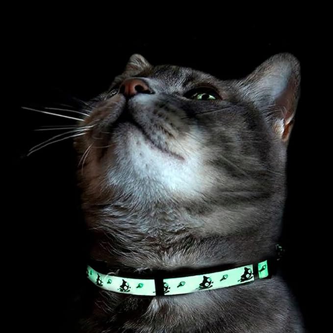 Pawtitas Glow in The Dark Cat Collar with Breakaway Safety Buckle & Bell Adjustable Kitten Collar, Orange