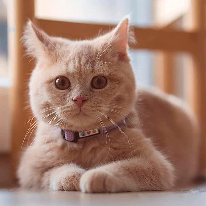 Pawtitas Reflective Blue Cat Collar with Safety Buckle and Removable Bell for Kitten and Cats