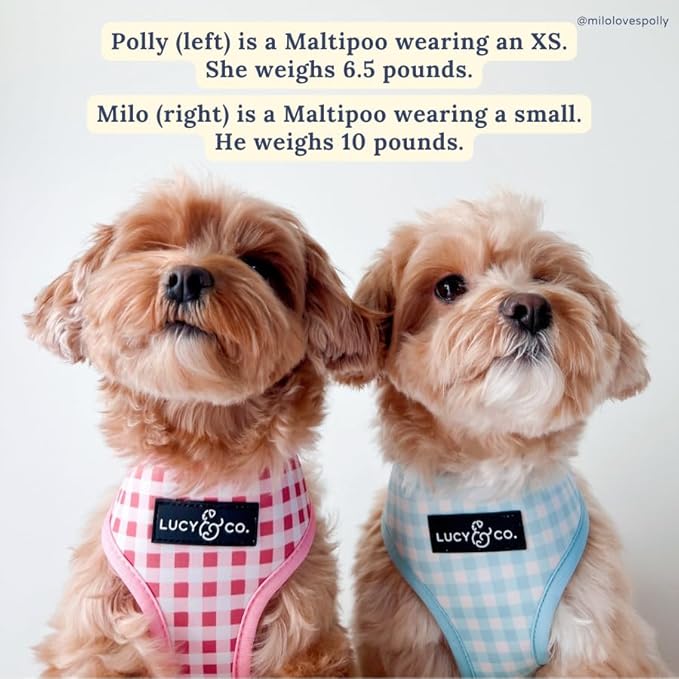Lucy & Co. Cute Reversible Dog Harness Walking Halter - Best Designer Pet Harnesses for XS - XL Dogs - Padded Adjustable Vest for Easy Walking (X-Large, Ballet Bows - White & Pink Bows)