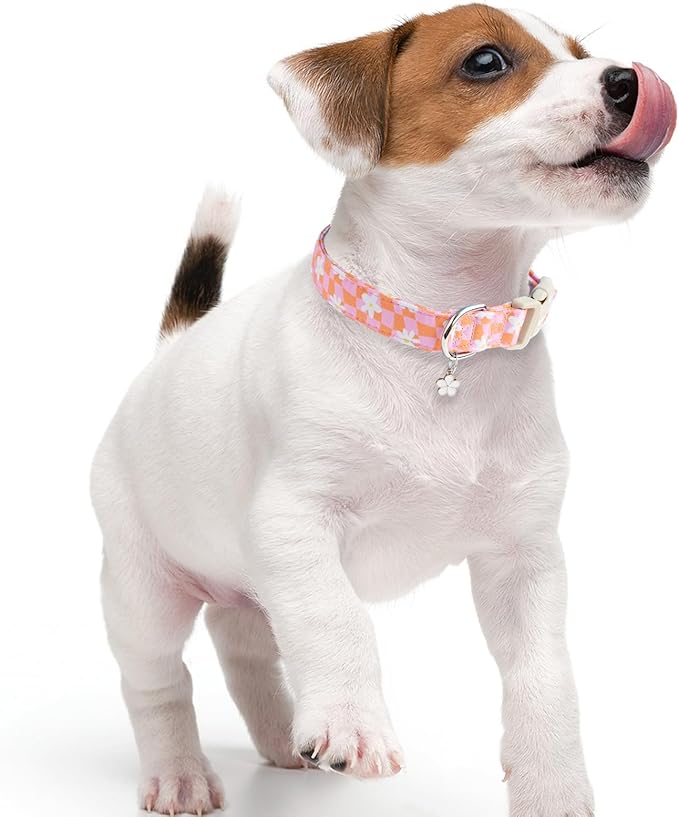 Faygarsle Floral Dog Collar, Pink and Orange Pattern with White Flowers, Spring Summer Design for Small Medium Large Dogs M