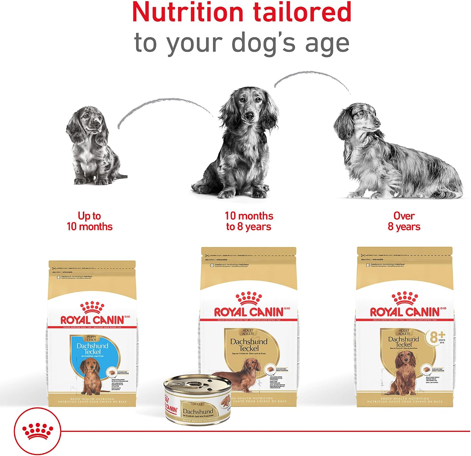 Royal Canin Dachshund Adult Wet Dog Food, 3 oz, 6-Pack | Muscle Support with L-Carnitine, Muscle Tone Support, For Adult Dachshunds 10+ Months, Loaf in Sauce