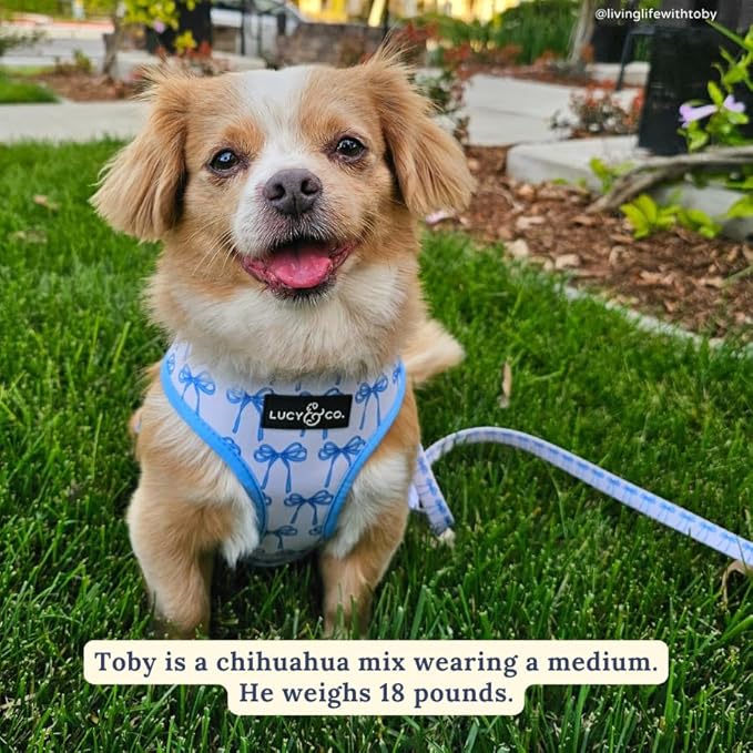 Lucy & Co. Cute Reversible Dog Harness Walking Halter - Best Designer Pet Harnesses for XS - XL Dogs - Padded Adjustable Vest for Easy Walking - X Small - White with Blue Bows