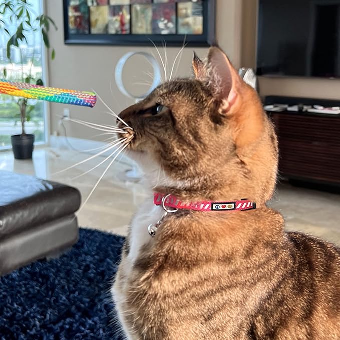 Pawtitas Personalized Orange Reflective Cat Collar – Adjustable Custom Collar with Safety Buckle, Removable Bell, and Engraved Name & Phone Number for Kittens and Adult Cats