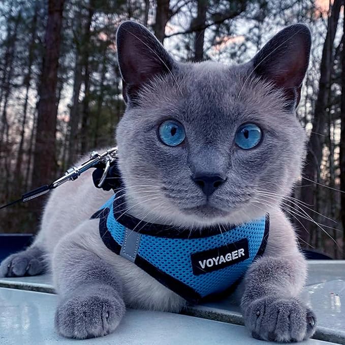 Best Pet Supplies - All Weather Mesh / Plush, Reflective, No Pull Harness for Small, Medium Dogs, Cats - Secure with Hook & Loop Fastener, Buckle, Double D-Rings - Baby Blue/Black Trim, S