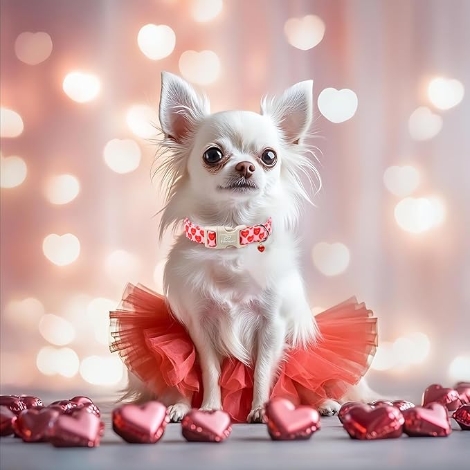 Valentines Dog Collar for Medium Dogs - Valentine Red Conversation Hearts Dog Collars, Love Boy Girl Dogs Collars, Lightweight Adjustable Cute Puppy Collar with Quick-Release Buckle M