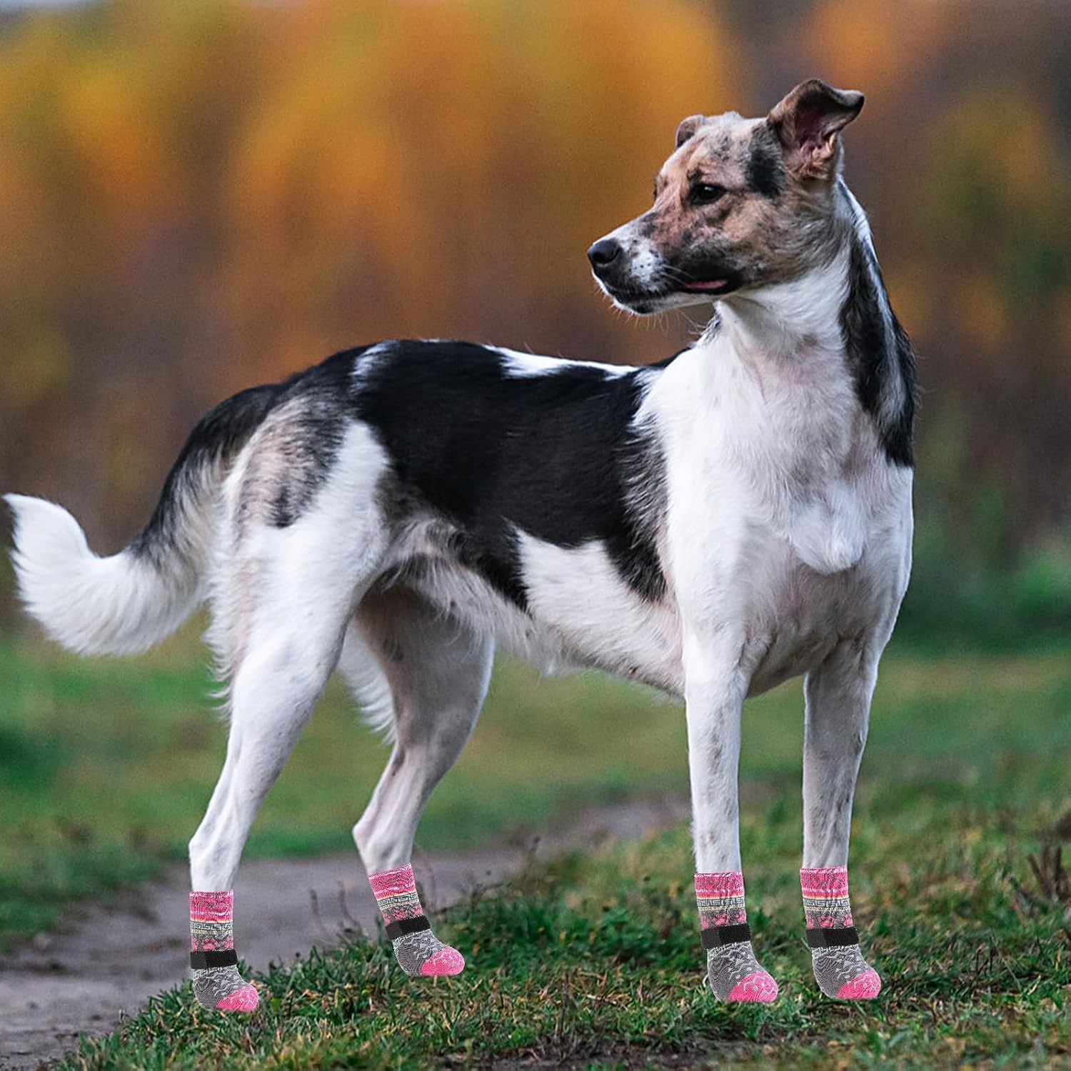 Dog Socks Shoes for Hot Pavement, Breathable & Warm Winter Dog Booties to Prevent Licking Paws for Small Medium Large Senior Dogs,Non Slip Grippy Pet Boots & Paw Protectors for Hardwood Floor