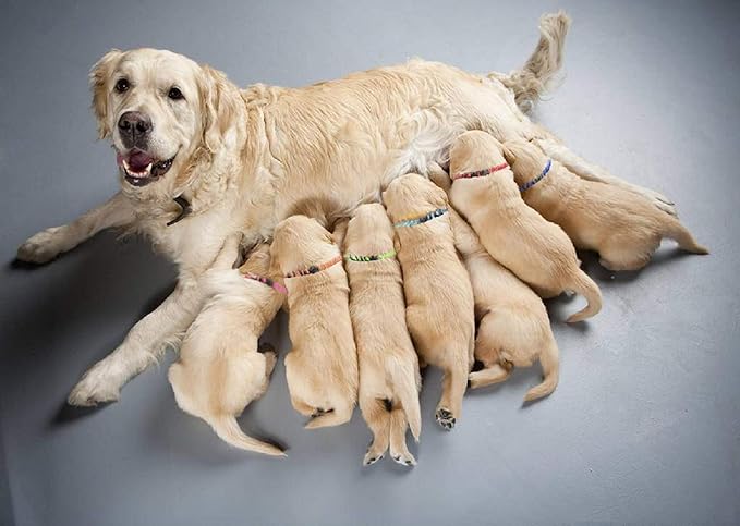 Puppy Collars for Litter,Puppy Collars for Small Puppies Soft Nylon Safety Whelping Litter Collar for Newborn Pets with Record Keeping Charts 12pcs(S)