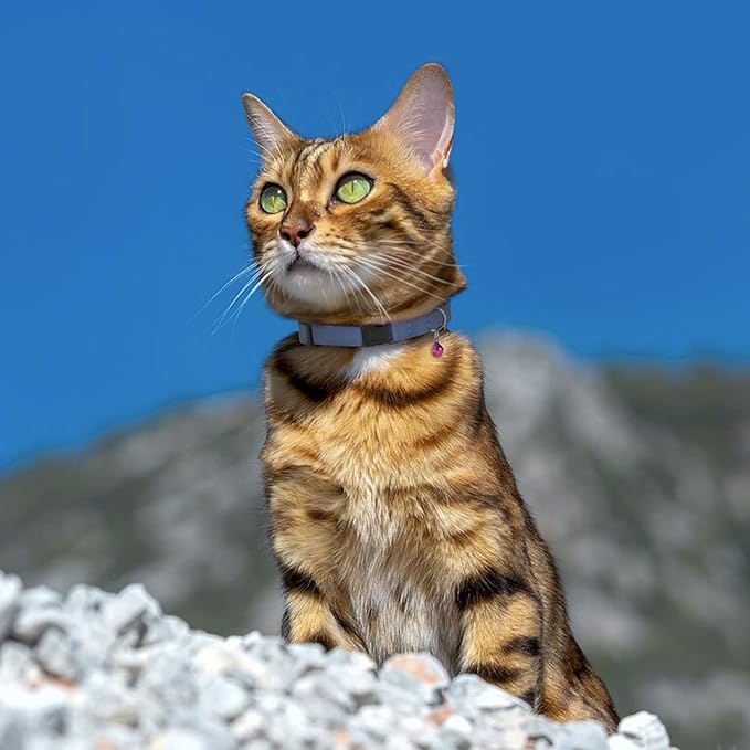 Breakaway Cat Collar Leather with Removable Bell - 13 Colors Available - Soft Adjustable Girl Boy Safety Lightweight Pet Kitten Collars Pink Brown Blue Green Red Orange Black (Denim)