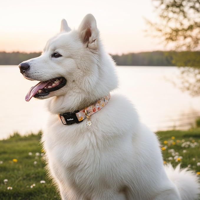 Dog Collar for Extra Small Dogs, Spring &Summer Theme Orange Small Dog Collars with Flower Pattern, Adjustable Puppy Dog Collars, Cute Girl or Boy Dog Collar Ideal for Gifts,Pet Accessory,M