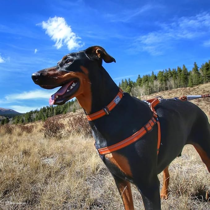 Coastal Pet K9 Explorer Reflective Adjustable Dog Collar - Comfortable Collar for The Outdoors - Durable, Lightweight Accessory with Side-Release Buckle - Rosebud, 5/8" x 10-14"