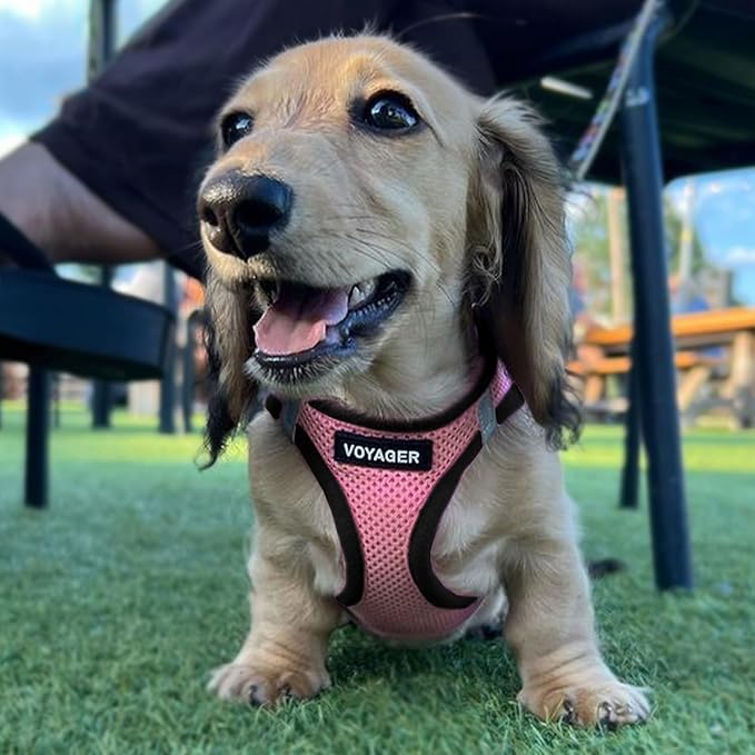Best Pet Supplies Voyager Step-in Air Harness - All Weather Mesh, Reflective, No Pull Harness for Dogs, Cats - Secure with Hook & Loop Fastener, Buckle, Double D-Rings - Pink/Black Trim, XL
