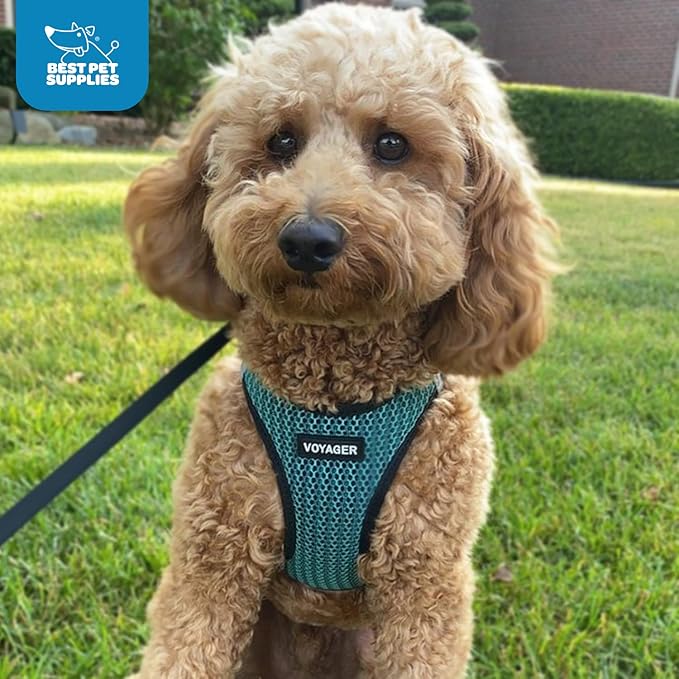Best Pet Supplies - All Weather Mesh/Plush, Reflective, No Pull Harness for Small, Medium Dogs, Cats - Secure with Hook & Loop Fastener, Buckle, Double D-Rings - Turquoise 2-Tone, M
