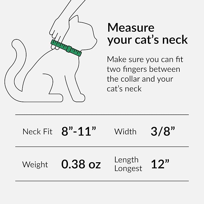 CollarDirect Leather Cat Collar, Kitten Collar with Removable Bell Black Blue Red Orange Lime Green (8-11 Inch, Orange)