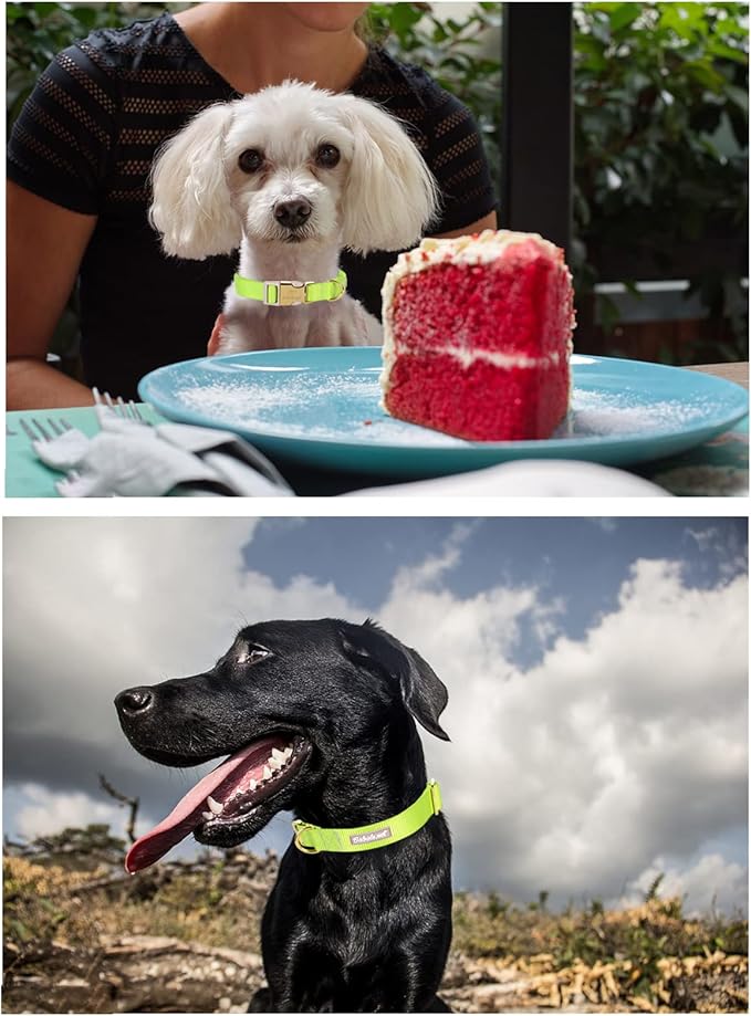 Nylon Dog Collar - Adjustable Fluorescent Green Soft Webbing Dog Collars for Small Medium Large Dogs Boy Girl Puppy Collar with Safety Metal Buckle M