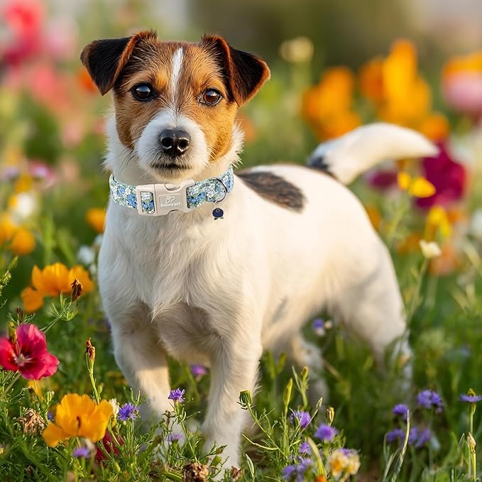 Blueberry Pattern Dog Collar, Cute Light Blue Spring Summer Puppy Collar - Soft Adjustable Designer Dog Collars for Small Medium Large Dogs S