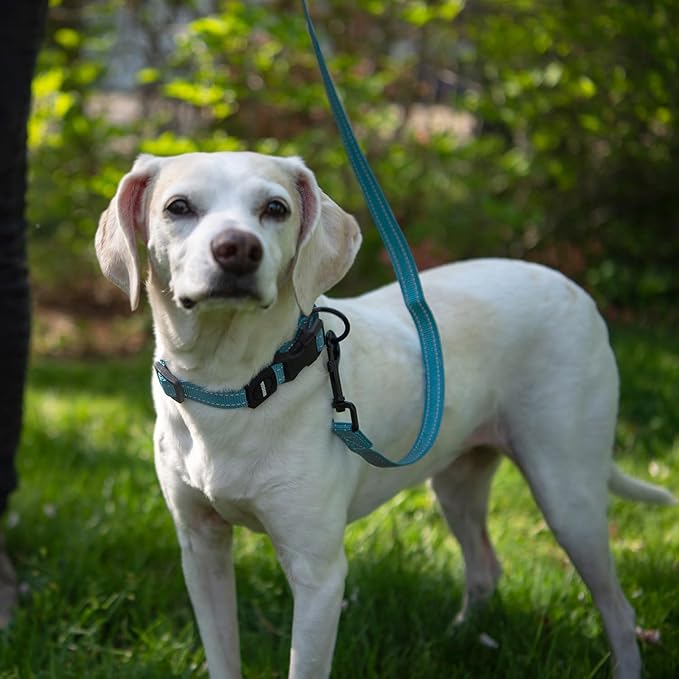 Best Pet Supplies Voyager Reflective Dog Leash or Collar with Neoprene Handle, for Small, Medium, and Large Breed Puppies, Cute and Heavy Duty for Walking, Running and Training - Baby Blue (Leash), S