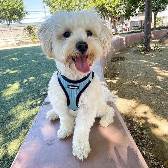 Best Pet Supplies - All Weather Mesh / Plush, Reflective, No Pull Harness for Small, Medium Dogs, Cats - Secure with Hook & Loop Fastener, Buckle, Double D-Rings - Baby Blue/Black Trim, M