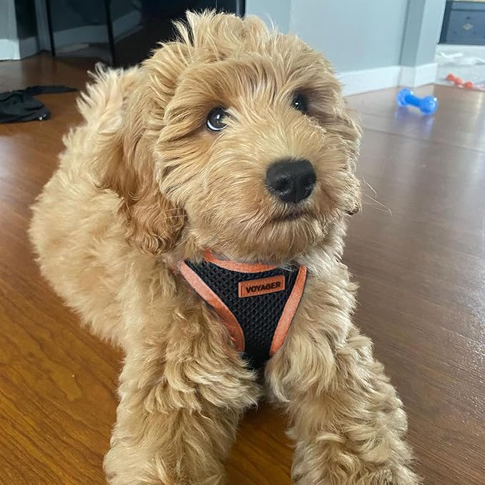 Best Pet Supplies Voyager Step-in Air All Weather Mesh Harness and Reflective Dog 5 ft Leash Combo with Neoprene Handle, for Small, Medium and Large Breed Puppies - Black/Orange Trim, Medium