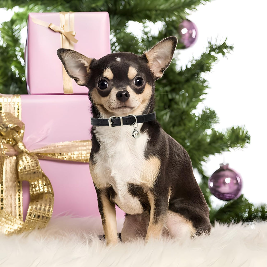 Blue Cat Collar with Bell, Leather Small Puppy Dog Collars Medium | Soft Leather Adjustable Buckle for XXS XS X-Small Medium Tiny Female Male Boys Girls Pets Dogs Kitten Teacup Yorkie Chihuahua