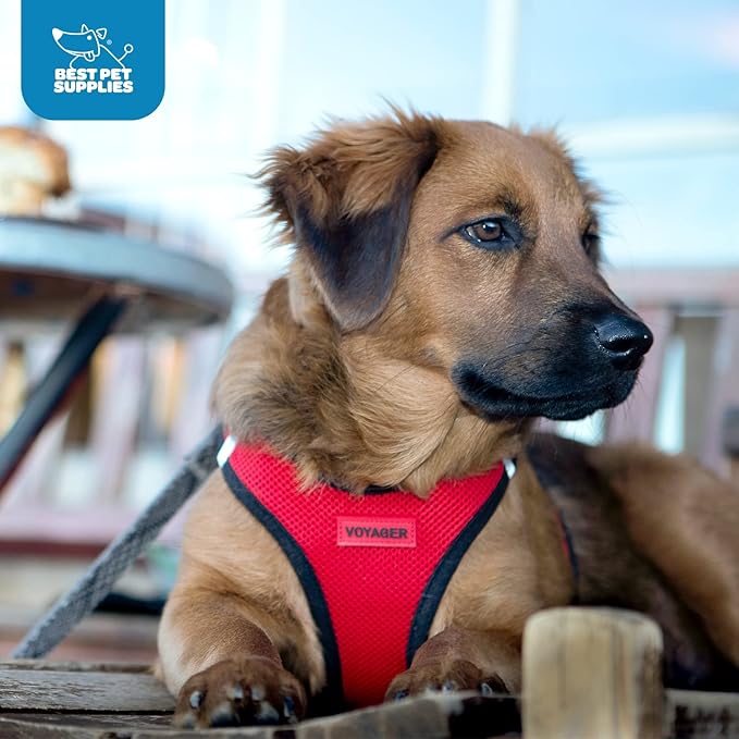 Best Pet Supplies Voyager Step-in Air Harness - All Weather Mesh, Reflective, No Pull Harness for Dogs, Cats - Secure with Hook & Loop Fastener, Buckle, Double D-Rings - Red/Black Trim, XXS