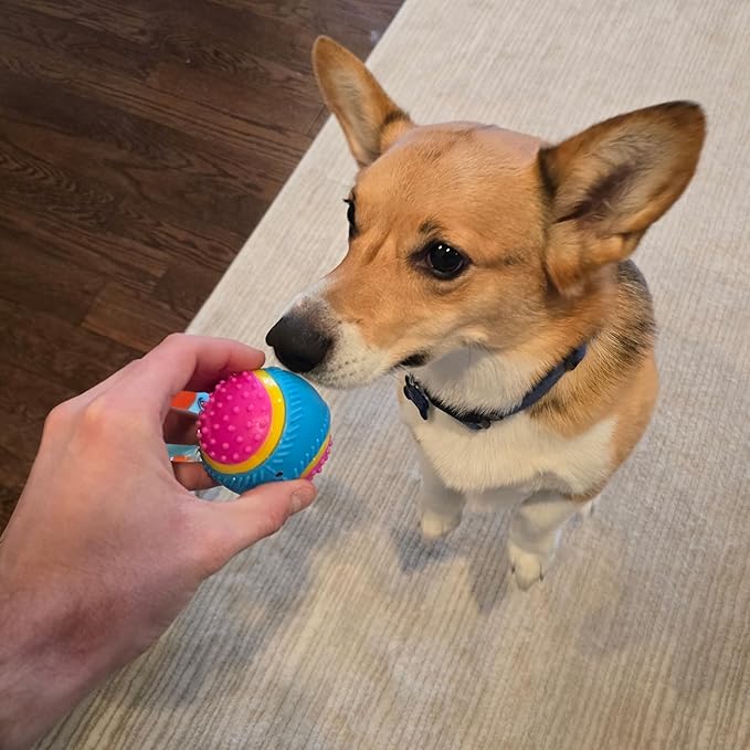 SPOT Sensory Ball for Soft Chewers - Stimulates All 5 Senses, Bell & Squeaker Sounds, Raised Nubs Clean Teeth, High Contrast Fetch Toy, Beef Scented, Durable TPR Rubber Ball, 2.5-inch