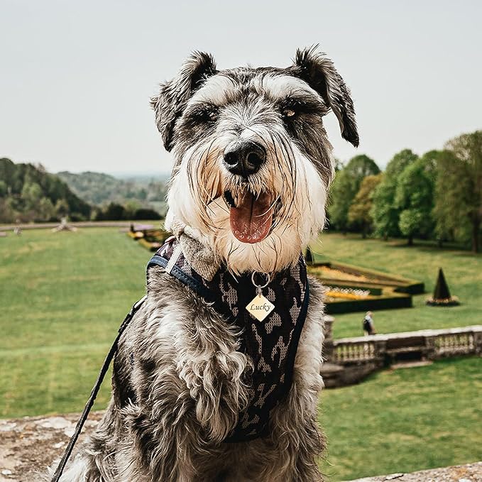 Anavia Personalized Pet ID Tags, Stainless Steel Glossy Laser Engraved Dog Cat Collar Name Tags, Multiple Colors Shapes Sizes (Diamond, Small)