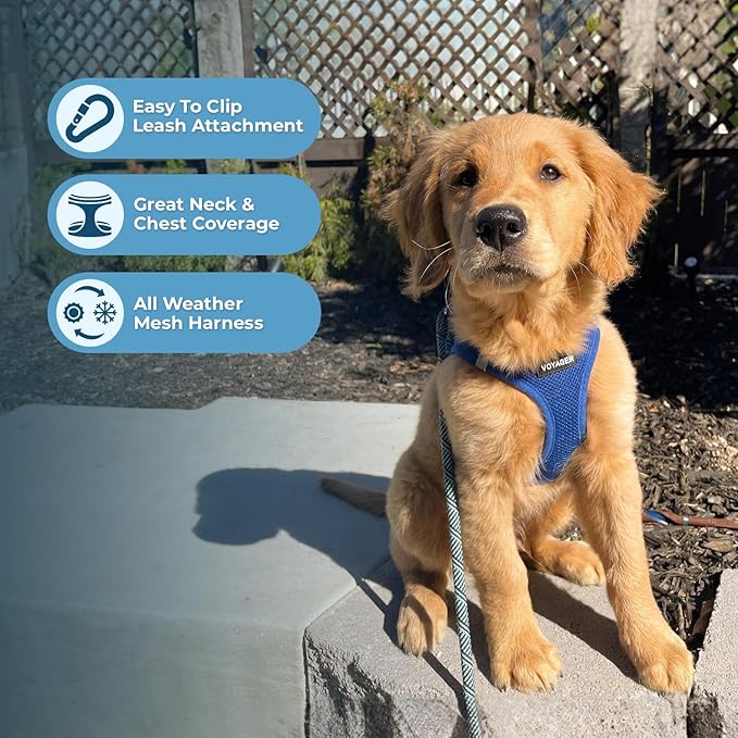 Best Pet Supplies Voyager Step-in Air Harness - All Weather Mesh, Reflective, No Pull Harness for Dogs, Cats - Secure with Hook & Loop Fastener, Buckle, Double D-Rings - Royal Blue, M