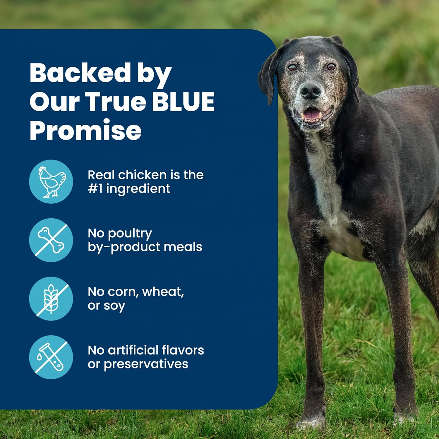 Blue Buffalo Life Protection Formula Chicken Large Adult Dog Food, 34 lb | Real Chicken #1 Ingredient, Antioxidant-Rich LifeSource Bits, Glucosamine Supports Joint Health & Mobility in Large Breeds