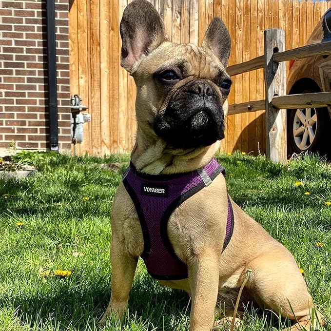 Best Pet Supplies - All Weather Mesh/Plush, Reflective, No Pull Harness for Small, Medium Dogs, Cats - Secure with Hook & Loop Fastener, Buckle, Double D-Rings - Purple/Black Trim, XL