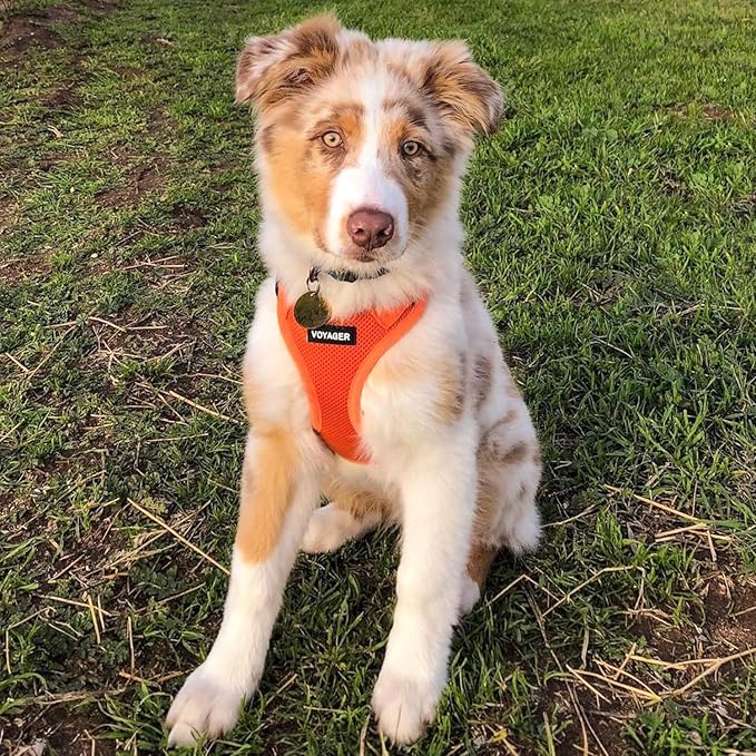 Best Pet Supplies Voyager Step-in Air All Weather Mesh Harness and Reflective Dog 5 ft Leash Combo with Neoprene Handle, for Small, Medium and Large Breed Puppies - Harness Leash Set (Orange), M