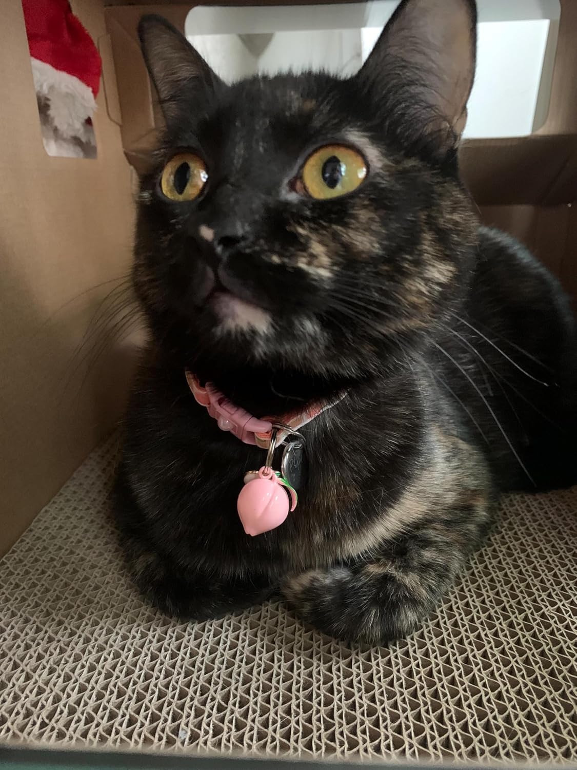 Peach Cat Collar with Bell | Safety Breakaway Collar | Adjustable Large Size or Kitten (Small(10lbs & Less), Blue)