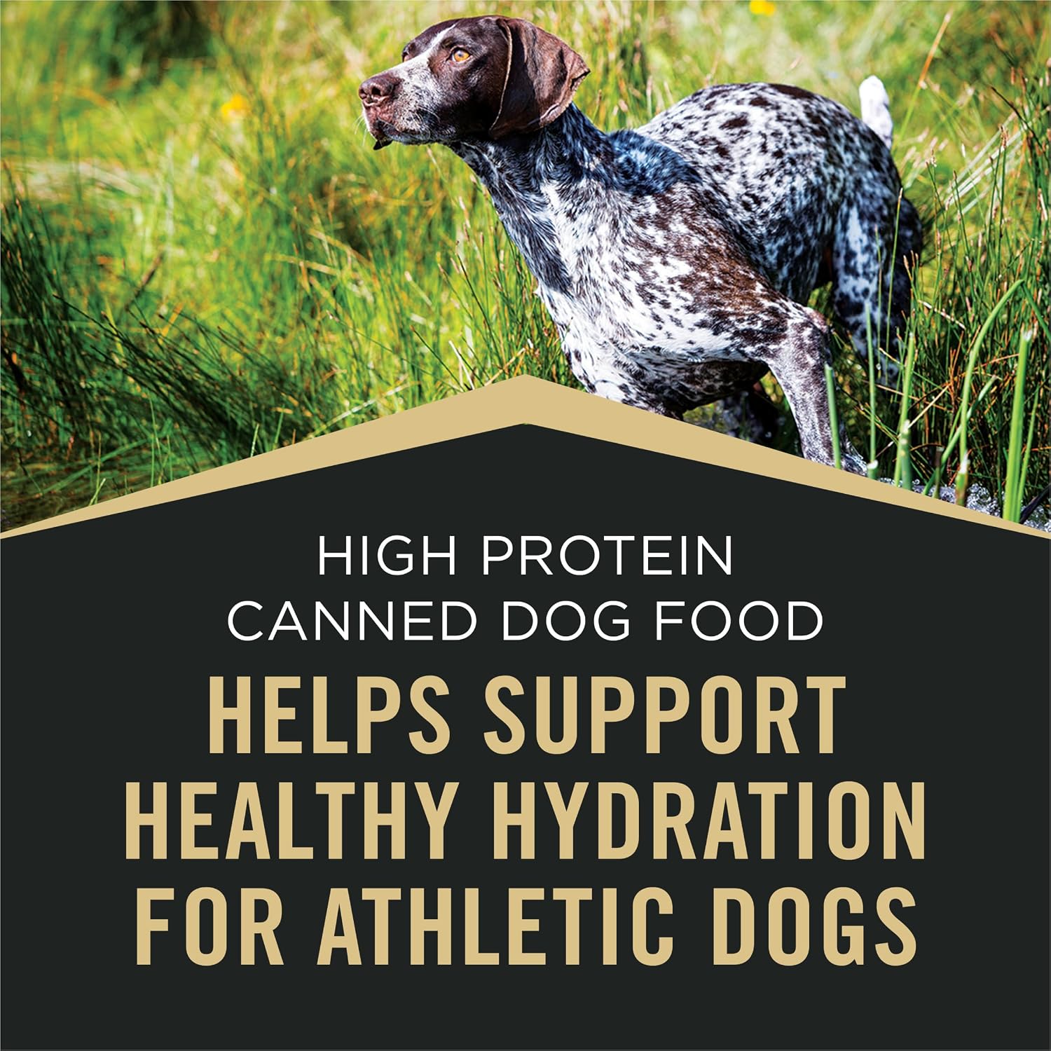 Purina Pro Plan Sport High Protein Dog Food Turkey, Duck and Quail Entree Wet Dog Food - (Pack of 12) 13 Oz. Cans