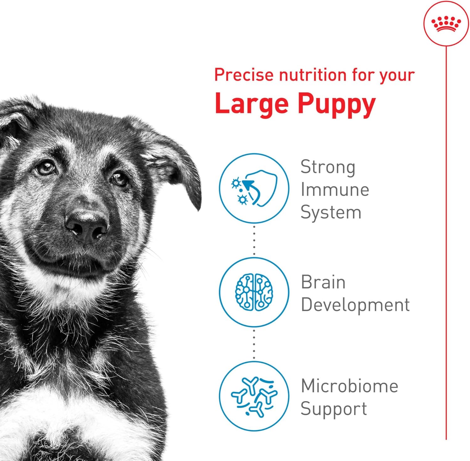 Royal Canin Size Health Nutrition Large Puppy Dry Dog Food, 40 lb Bag | Tailored Nutrition for Large Breed Puppies, Supports Healthy Growth, Enriched With Antioxidants, 40 lb Resealable Bag