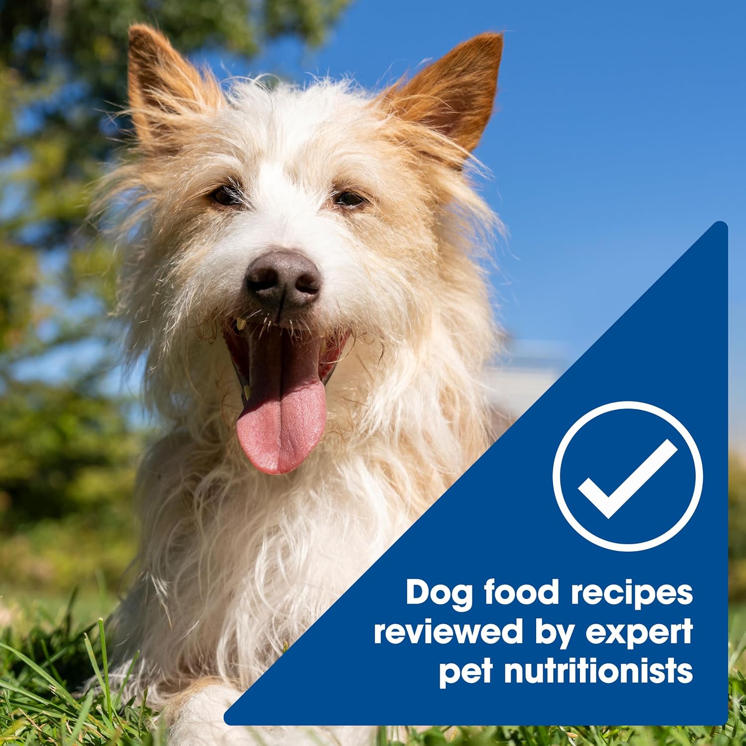 Nature's Recipe Wet Dog Food Variety Pack, 2.75 oz Cup, 12 Count (2 Pack)