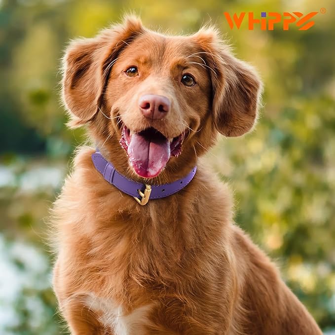 WHIPPY Leather Dog Collar for Small Medium Large Dog Adjustable Soft Breathable Leather Padded Puppy Collar with Alloy Buckle Heavy Duty Waterproof Classic Dog Pet Collar,Purple,XS