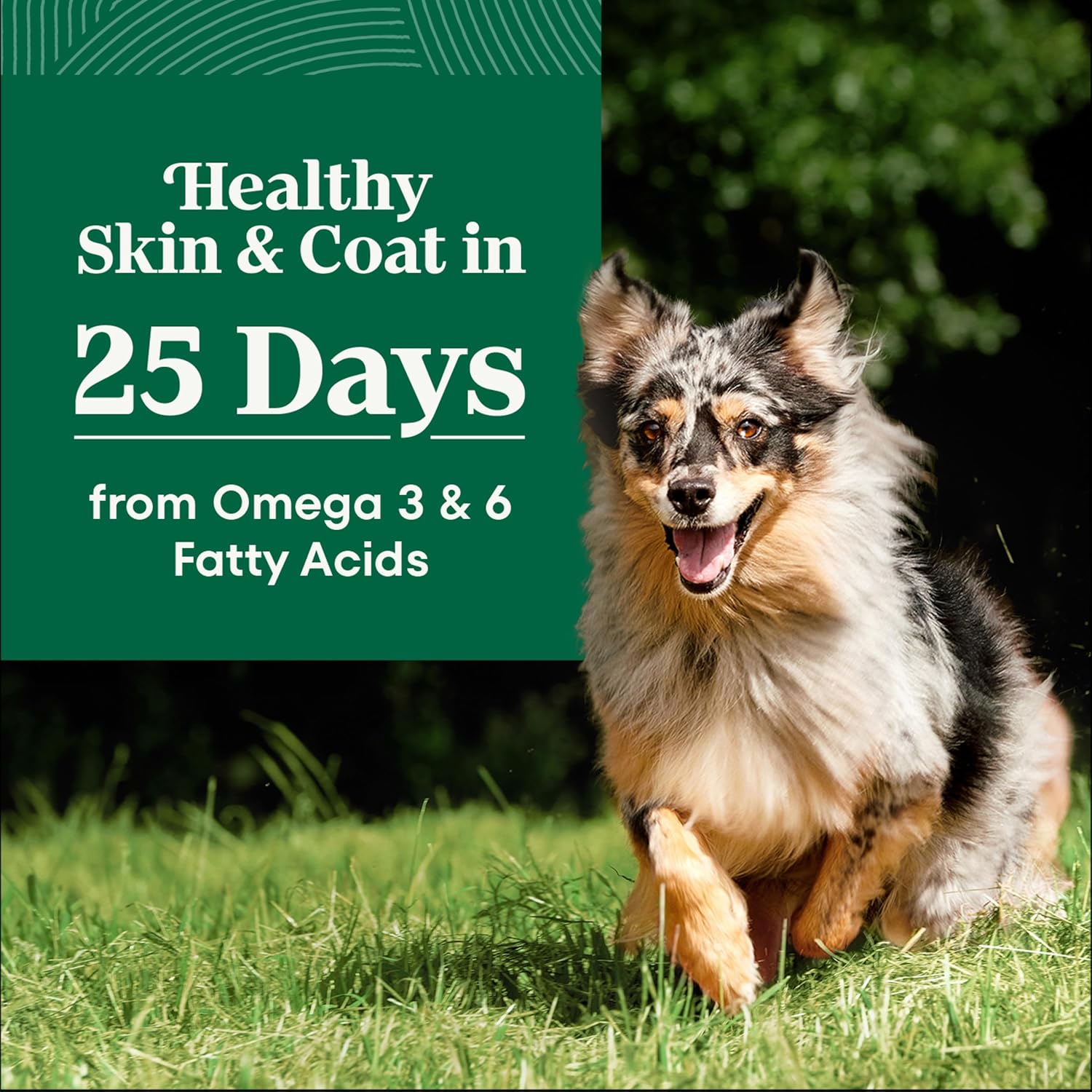 Nutro Natural Choice Adult Dry Dog Food, Chicken & Brown Rice Recipe, 36 lb | Non-GMO, Real chicken #1 ingredient, no corn, wheat, soy or chicken by-product meal, supports skin & coat/digestion/immunity