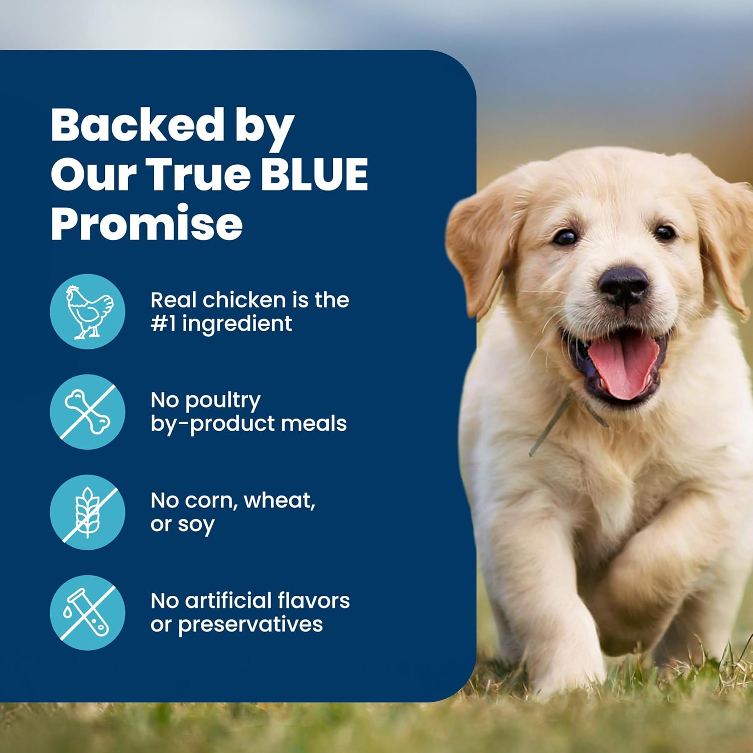 Blue Buffalo Life Protection Formula Chicken Puppy Dry Dog Food, 5 lb | With DHA for Brain Development, Real Chicken #1 Ingredient, Antioxidant-Rich LifeSource Bits, Promotes Healthy Muscle Growth