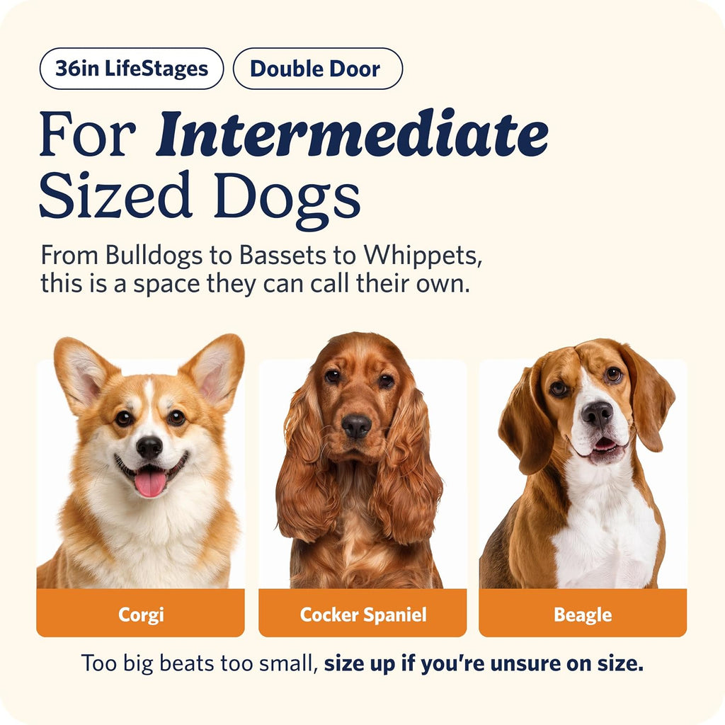 MidWest Homes for Pets Intermediate LifeStages Double Door 36-Inch Folding Dog Crate, Enhanced Security, Includes Leak-Proof Pan, Divider Panel, Handle, Rubber Feet