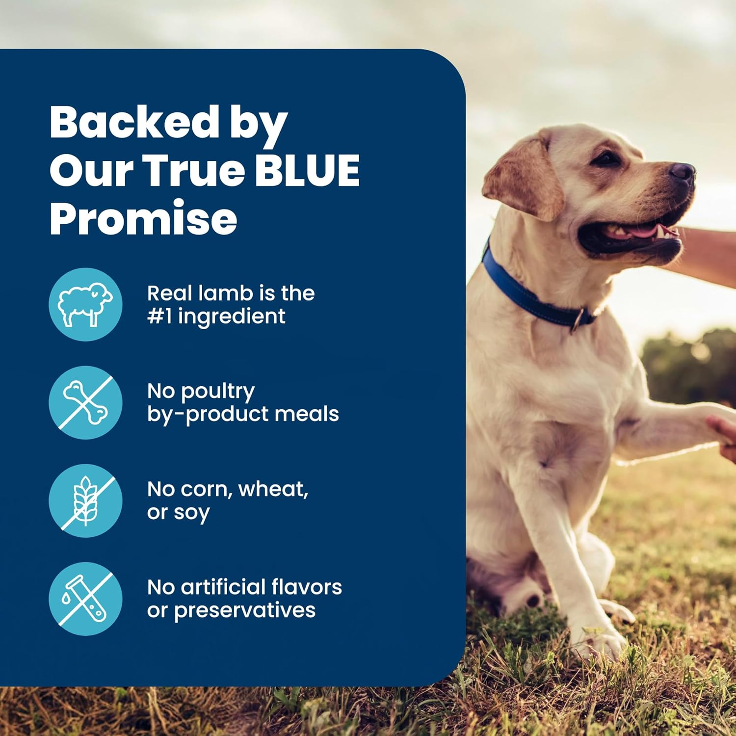 Blue Buffalo Life Protection Formula Lamb Senior 7+ Dry Dog Food, 30 lb | Real Lamb #1 Ingredient, with Glucosamine & Chondroitin for Joint Health & Mobility, Antioxidant-Rich LifeSource Bits