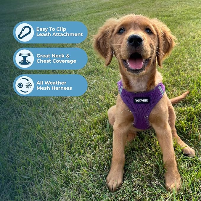 Best Pet Supplies Voyager Step-in Air Harness - All Weather Mesh, Reflective, No Pull Harness for Dogs, Cats - Secure with Hook & Loop Fastener, Buckle, Double D-Rings - Purple, XXXS