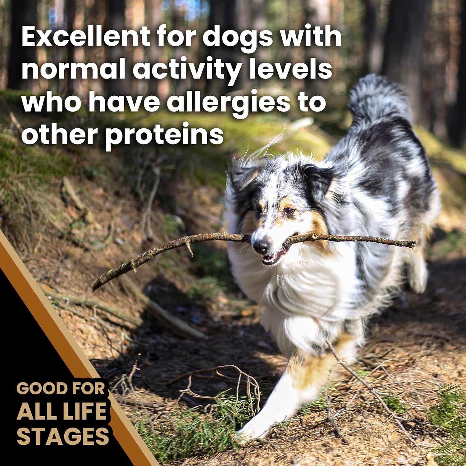VICTOR Grain Free Chicken Meal & Sweet Potato Dry Dog Food, 5 lb | Super Premium Dog Food, 33% Protein, 16% Fat, For Dogs of All Life Stages, High Protein Kibble for Normally Active Dogs